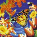 WATER & BUTTERFLY 